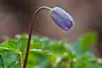 sharp lobed hepatica